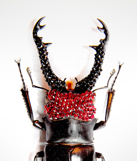 015_Beetle-Red-Head-Black-Horns_close