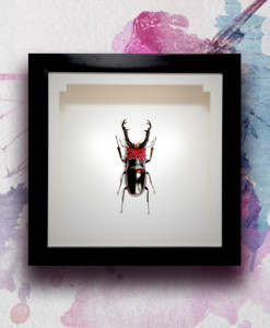 015_Beetle-Red-Head-Black-Horns_featured
