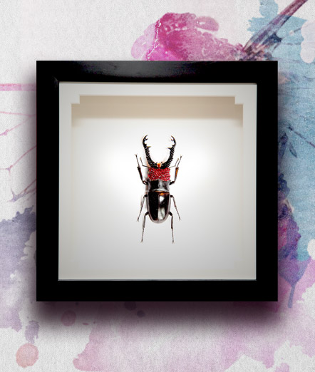 015_Beetle-Red-Head-Black-Horns_featured