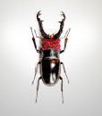 015_Beetle-Red-Head-Black-Horns_full