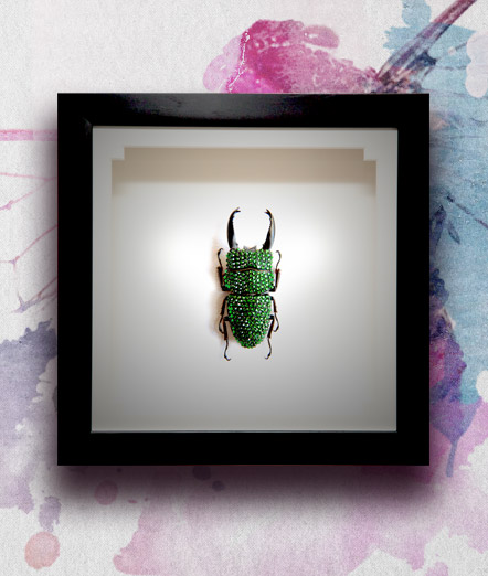 017_Beetle_HeadMidEnd_Green_featured