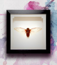 025_Cicada-Framed_featured