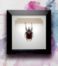 031_Goliath-Closed-Framed_featured