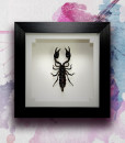 037_Scorpion_Black_Framed_featured