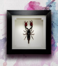 038_Scorpion_Red_Framed_featured