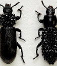 041_Darkling-Beetles_Framed_close