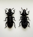 041_Darkling-Beetles_Framed_full
