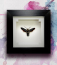 049_Wasp_Framed_featured