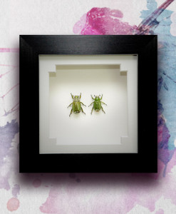 050_Gold-Scarab-Beetles_Framed_featured