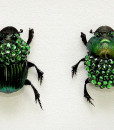 051_Green-Scarab-Beetles_Framed_close