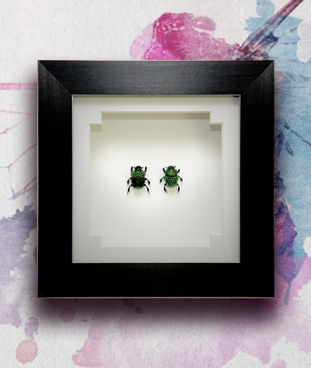 051_Green-Scarab-Beetles_Framed_featured