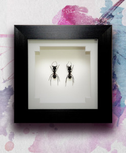052_Ants_Black_Framed_featured