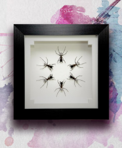 054_Ants_DISCO_Framed_featured