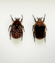 055_Brown-Beetles_Framed_full